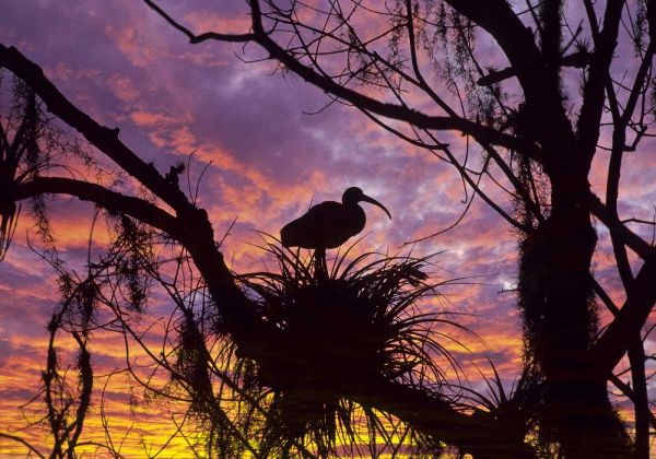 USA, Florida Ibis on nest at sunset